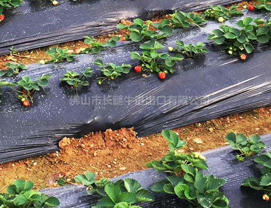 大棚膜 大棚膜
